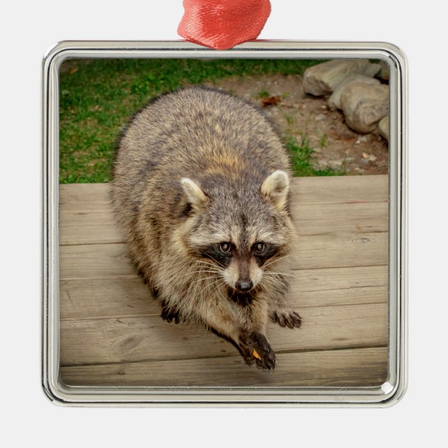 Raccoon with a chip metal tree decoration (Front)