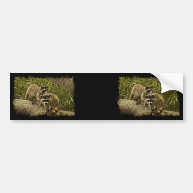 Raccoons Bumper Sticker (Front)