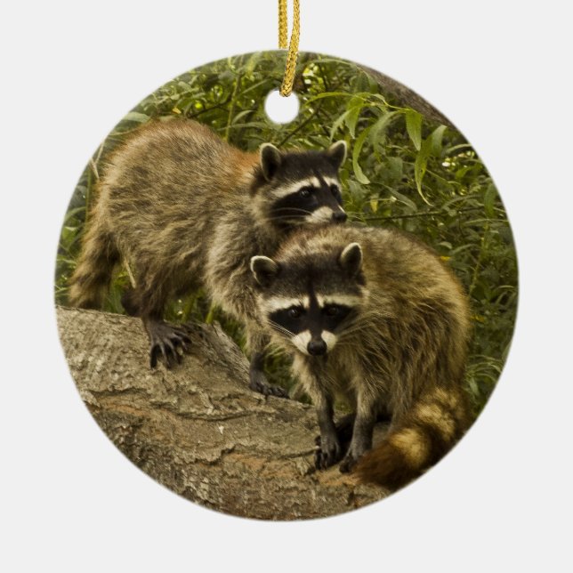 Raccoons! Ceramic Tree Decoration (Front)