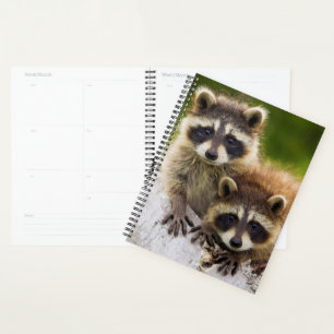 Raccoons Planner