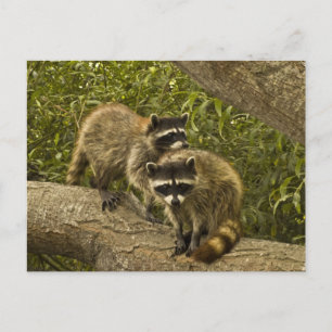 Raccoons Postcard