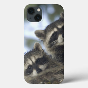 Raccoons Procyon Lotor) of Fish Lake, Central iPhone 13 Case
