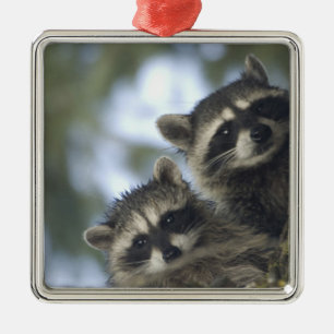 Raccoons Procyon Lotor) of Fish Lake, Central Metal Tree Decoration
