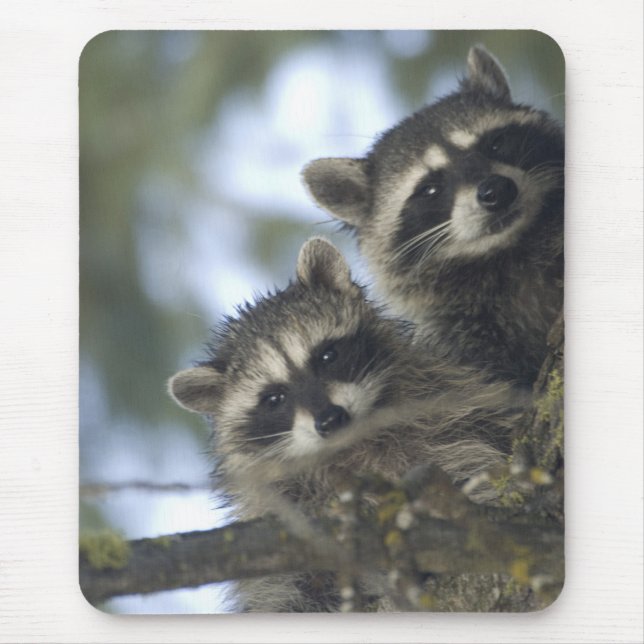 Raccoons Procyon Lotor) of Fish Lake, Central Mouse Mat (Front)