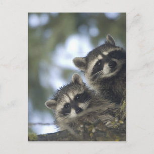 Raccoons Procyon Lotor) of Fish Lake, Central Postcard