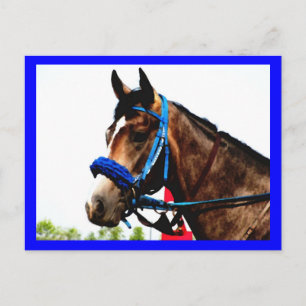 Race horse post card
