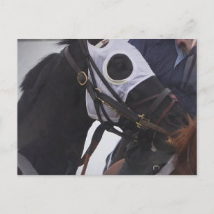 Race Horse Postcard