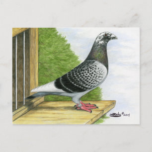 Racing Homer On the Landing Board Postcard