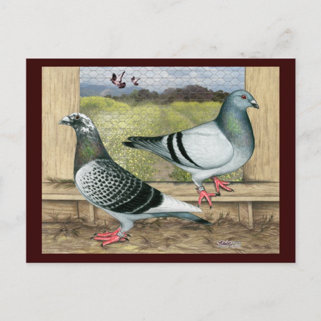 Racing Homers in Loft Postcard (Front)