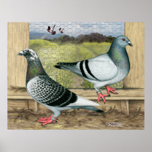 Racing Homers in Loft Poster