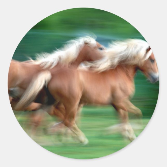 Racing Palomino Horses Sticker (Front)