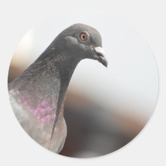 Racing pigeon classic round sticker