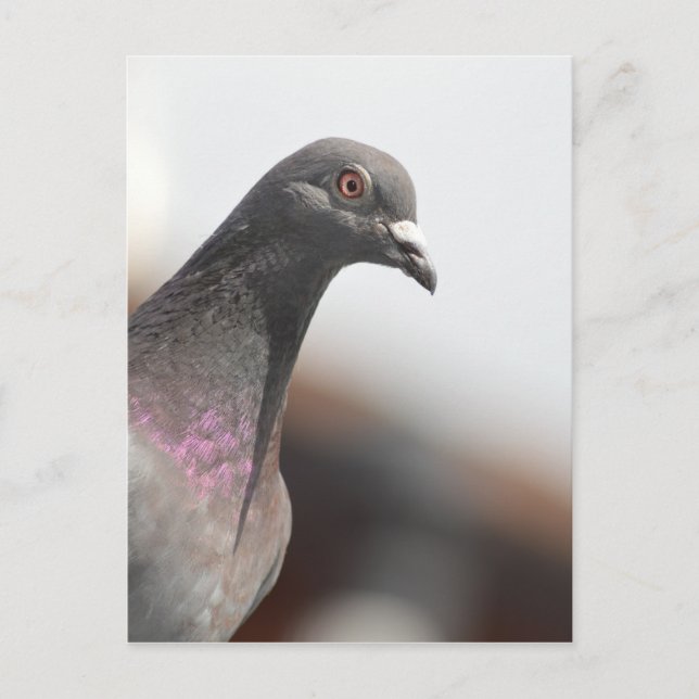 Racing pigeon postcard (Front)