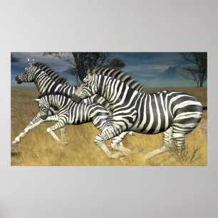Racing Stripes - Herd of Zebra Poster print