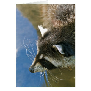 Racoon