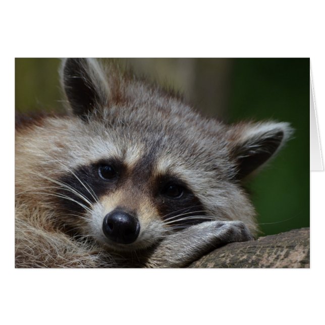 Racoon (Front Horizontal)