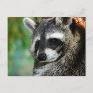 Racoon 001 postcard