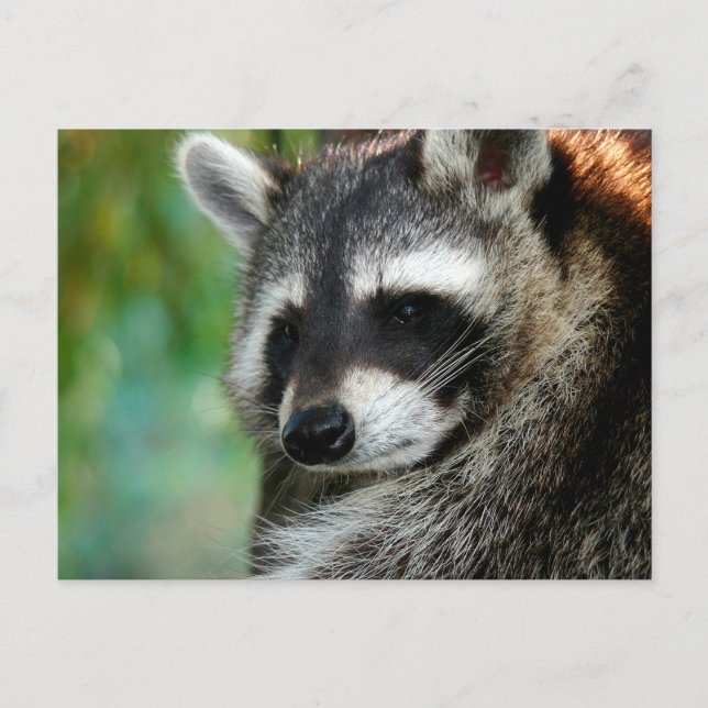 Racoon 001 postcard (Front)