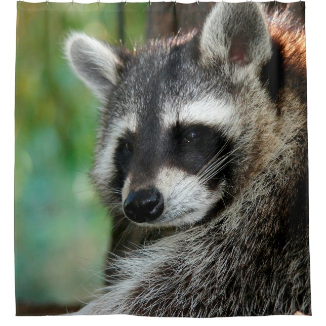 Racoon 001 shower curtain (Front)