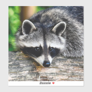 Racoon 003