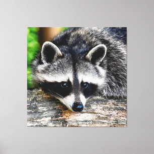 Racoon 003 canvas print