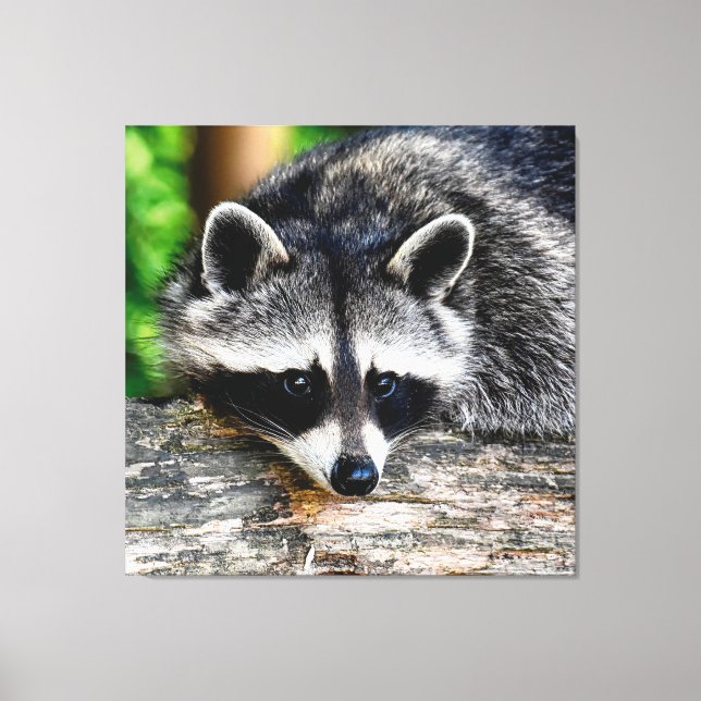 Racoon 003 canvas print (Front)