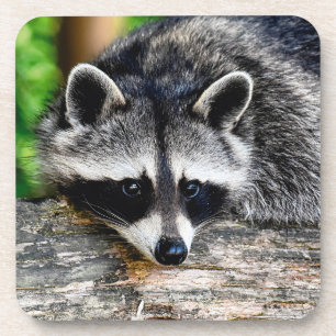 Racoon 003 coaster