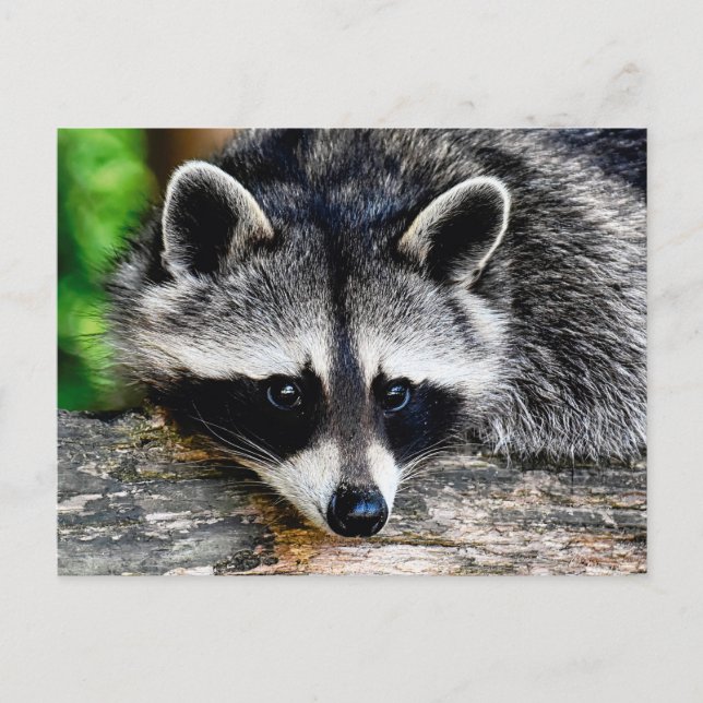 Racoon 003 postcard (Front)