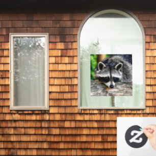 Racoon 003 window cling