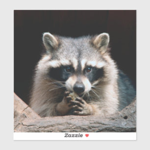 Racoon 004