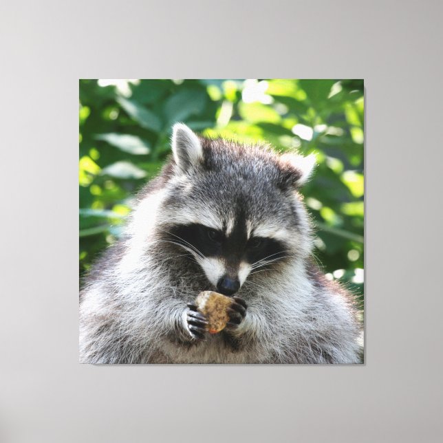 Racoon 004 canvas print (Front)