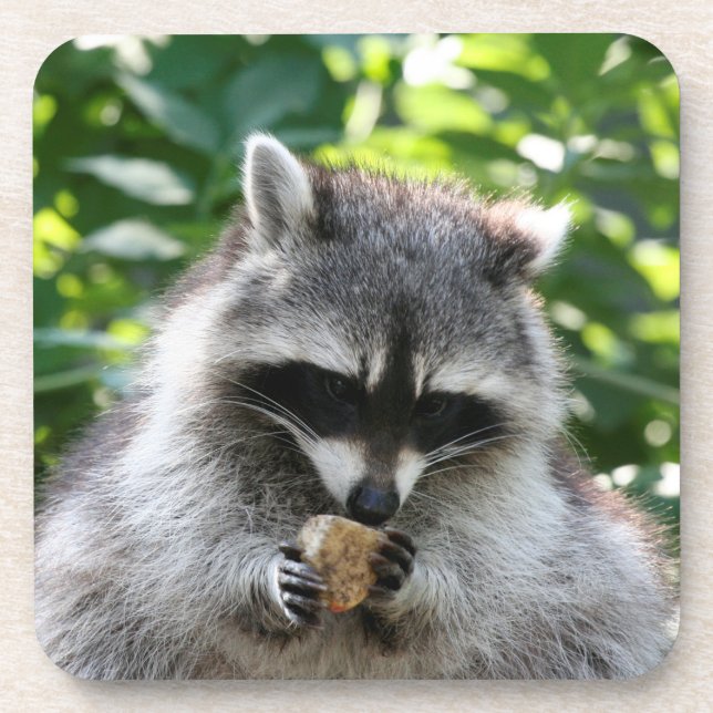 Racoon 004 coaster (Front)