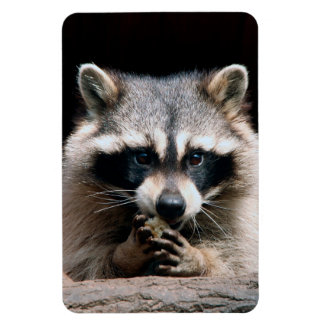 Racoon 004 magnet