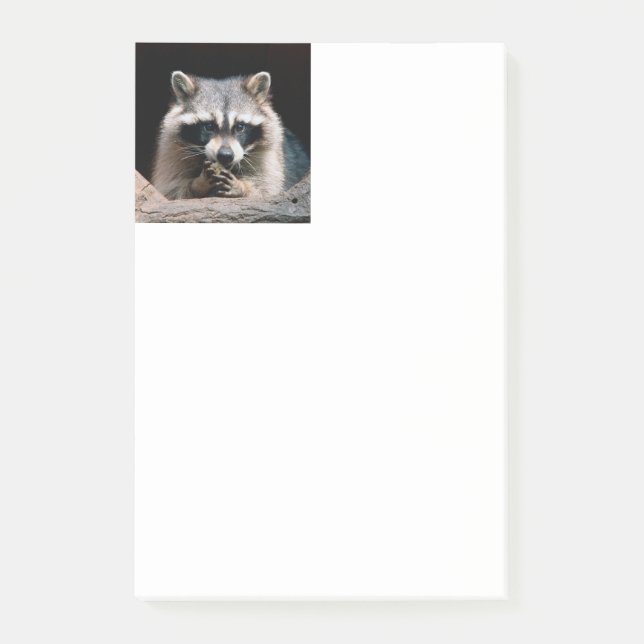 Racoon 004 post-it notes (Front)