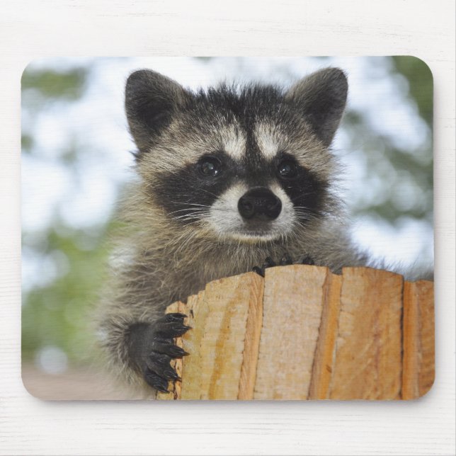 racoon - #1007 mouse mat (Front)