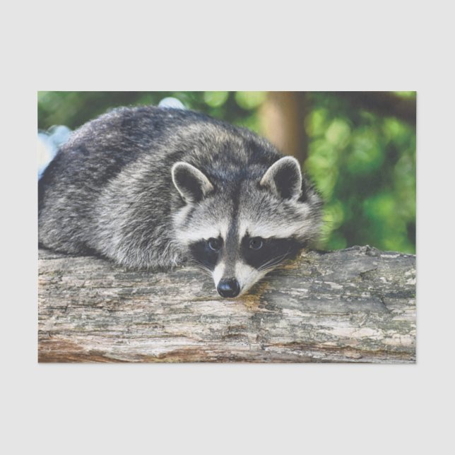 Racoon 2 Tissue Paper (Front)