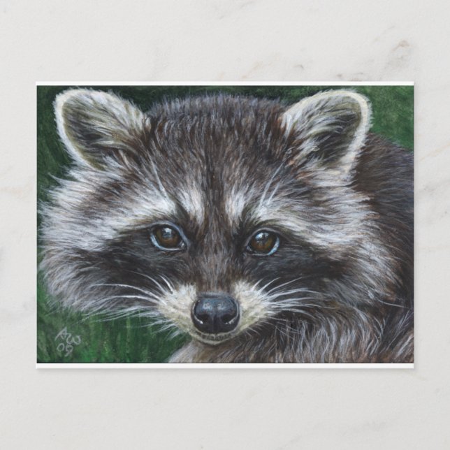 Racoon #3 postcard (Front)