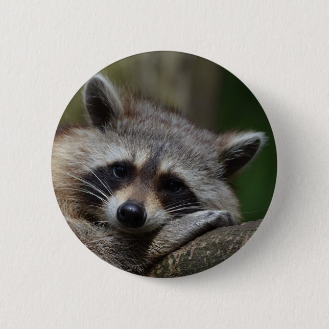 Racoon 6 Cm Round Badge (Front)