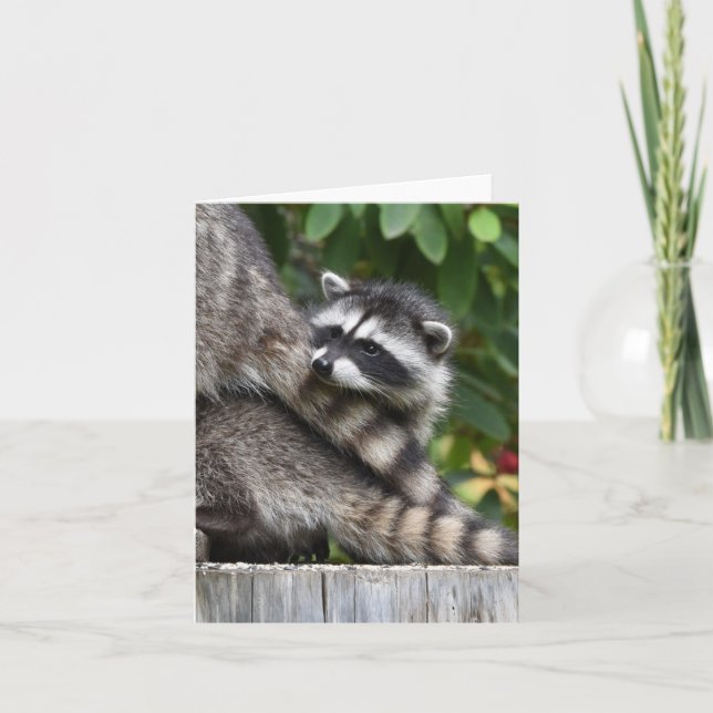Racoon Babies! Card (Front)