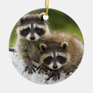 Racoon Babies Ceramic Tree Decoration