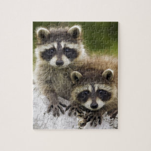 Racoon Babies Jigsaw Puzzle