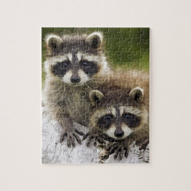 Racoon Babies Jigsaw Puzzle (Vertical)