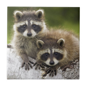 Racoon Babies Tile