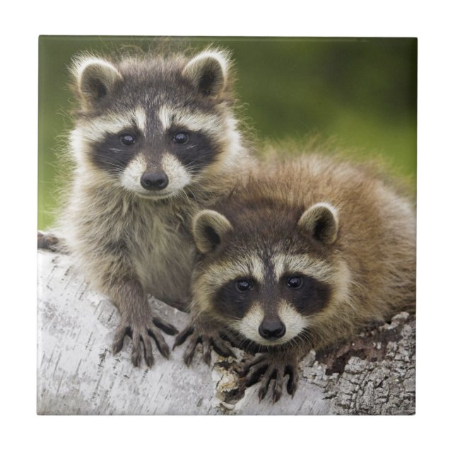 Racoon Babies Tile (Front)