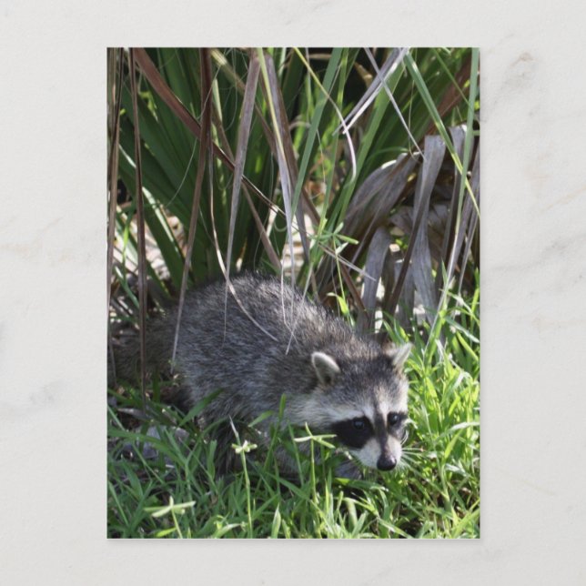 Racoon Baby Postcard (Front)