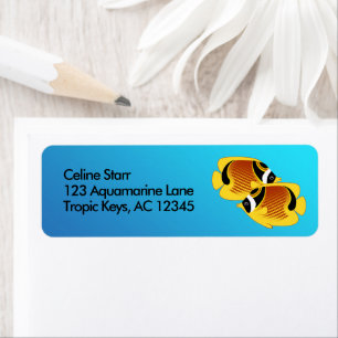 Racoon Butterflyfish in Blue Aquarium Water