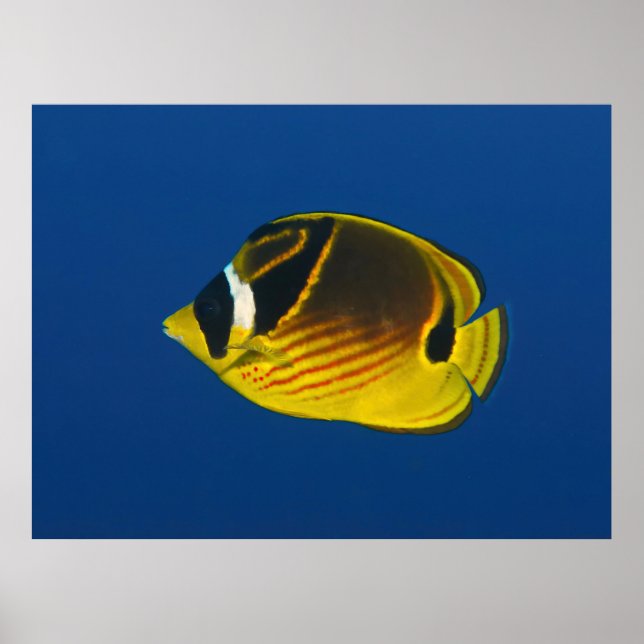 Racoon Butterflyfish Poster (Front)