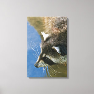 Racoon Canvas Print