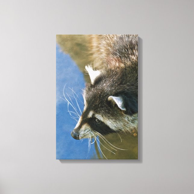 Racoon Canvas Print (Front)