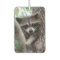 Racoon
